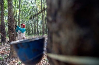 Harga Naik, Petani Karet di Lebak Garap Kebun Kembali