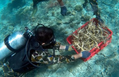 Lewat Program PEN, Terumbu Karang di Badung, Bali, Direstorasi