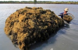 Teluk Wondama, Papua Barat, Genjot Produksi Rumput Laut