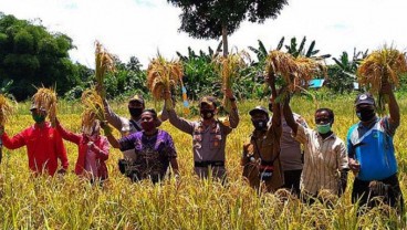 Teluk Wondama Kembangkan Padi Ladang di Webi