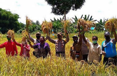 Teluk Wondama Kembangkan Padi Ladang di Webi