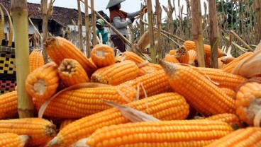 Kabupaten Kupang, Nusa Tenggara Timur, Pacu Produksi Jagung