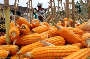 Kabupaten Kupang, Nusa Tenggara Timur, Pacu Produksi Jagung