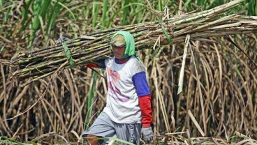 Lahan Tebu di Jateng Semakin Menyusut