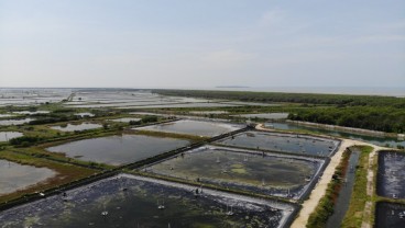 Babarafi Gandeng Efishery Kelola Waralaba Tambak Udang