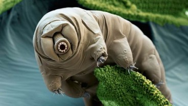 Mengenal Tardigrada, Hewan 'Terkuat' di Dunia