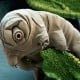 Mengenal Tardigrada, Hewan 'Terkuat' di Dunia