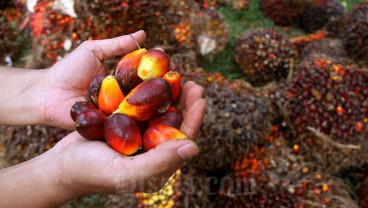 INDUSTRI MINYAK MENTAH KELAPA SAWIT  : Butuh Dukungan Pemerintah untuk Penghiliran CPO