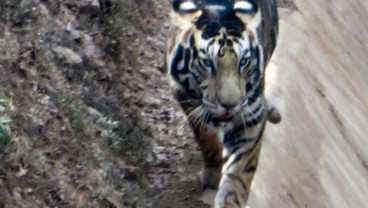 Harimau Hitam Langka Ditemukan Kembali