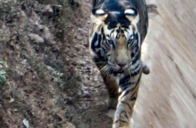 Harimau Hitam Langka Ditemukan Kembali
