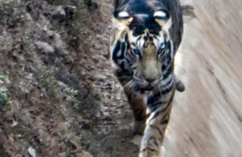 Harimau Hitam Langka Ditemukan Kembali