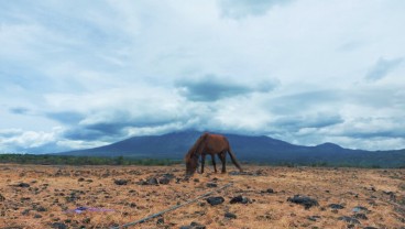 Savana Tianyar, Eksotisme Ala Afrika di Bali Timur