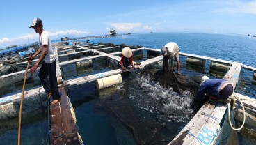 Melihat Lebih Dekat Wisata Keramba Apung di Sumberkima Bali Utara