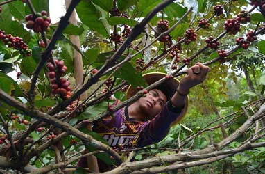 Khofifah Dorong Bondowoso Punya Trading House Kopi