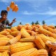 Impor Jagung, Kedelai, dan Gandum Capai Jutaan Ton Selama Pandemi