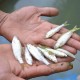Tim Konservasi Memijahkan 1.000 Ekor Ikan Bilih Danau Singkarak