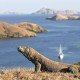 Jumlah Wisatawan ke Pulau Komodo Mulai Meningkat