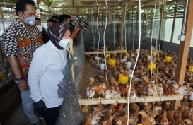 Surabaya Bangun Tahura untuk Pelestarian Tumbuhan dan Ternak