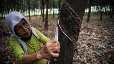 Harga Karet Diprediksi Semakin Melar, Ini Sebabnya