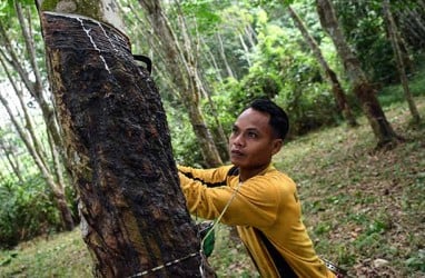 Harga Karet Semakin Mengembang, Faktor Cuaca Hambat Produksi