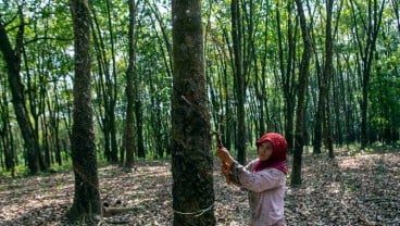 Dorong Hilirisasi, Muba Gandeng Pusat Penelitian Karet Sembawa