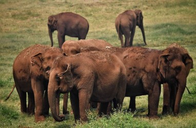 Begini Cara Pemerintah Sri Lanka Antisipasi Serbuan Gajah Liar