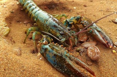 Ini Dia 3 Jenis Spesies Lobster, Makanan Mahal para Sultan 