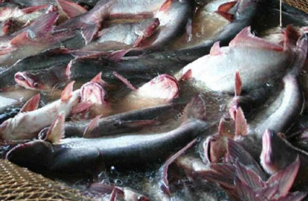 Banten Investama Global Garap Budi Daya Ikan Patin di Lebak