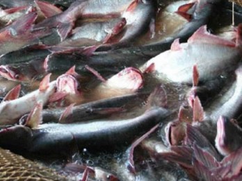 Banten Investama Global Garap Budi Daya Ikan Patin di Lebak