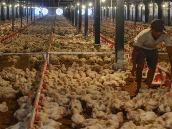 Jaga Harga Ayam Tetap Stabil, Perusahaan Unggas Serap 25,8 Juta Ekor