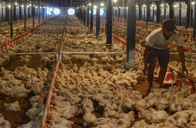Jaga Harga Ayam Tetap Stabil, Perusahaan Unggas Serap 25,8 Juta Ekor