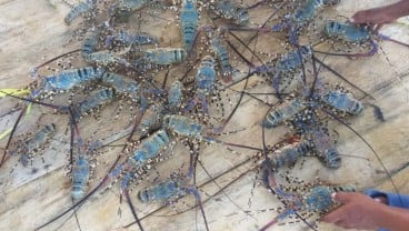 LIPI : Indonesia Punya Potensi 20 Miliar Lobster Tiap Tahun