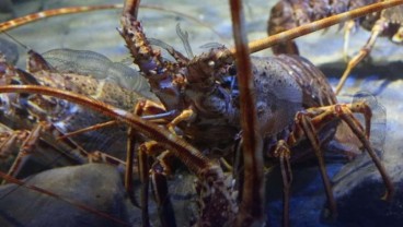 Mau Budidaya Lobster? Perhatikan Hal Berikut