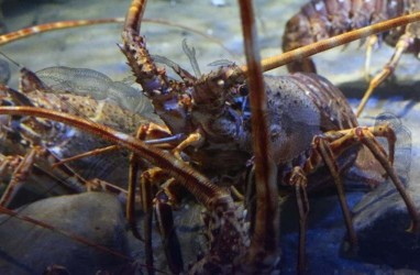 Mau Budidaya Lobster? Perhatikan Hal Berikut