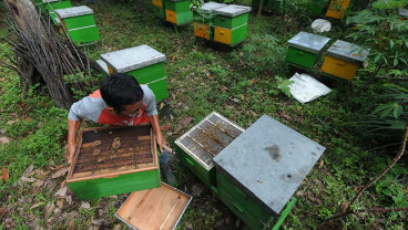 Peternak Lebah Melifera di Jawa Tengah Mejual Madunya Dengan Harga Rp1 Juta Per Kilogram