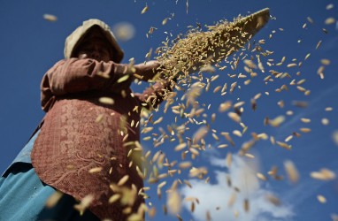 Nilai Tukar Petani di Lampung Meningkat 1,17 Persen