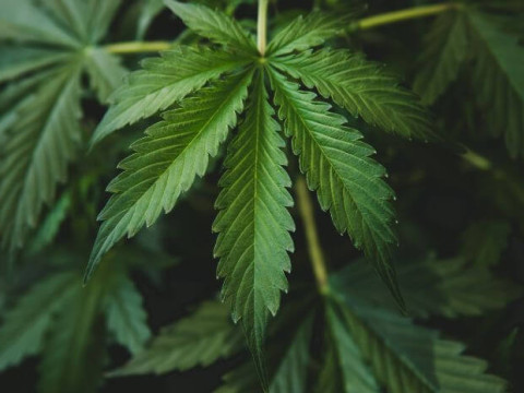 Ganja memiliki banyak manfaat bagi tubuh bila dikonsumsi sesuai anjuran tenaga medis./ilustrasi