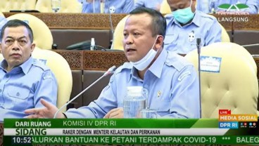 43 Juta Benih Lobster Telah Diekspor, Berapa Keuntungan Edhy Prabowo?