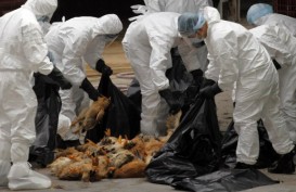 Inggris Waspada Flu Burung, 10.500 Unggas Dimusnahkan