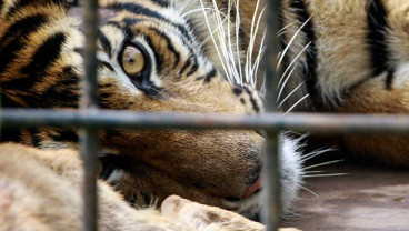 BKSDA Sumbar Berhasil Menangkap Harimau Sumatra Yang Masuk ke Permukiman Penduduk