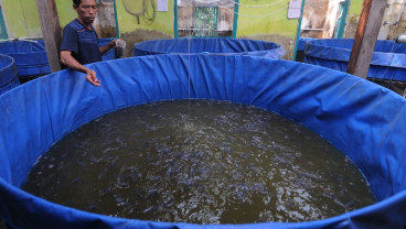 Pembudi Daya Ikan di Kalbar Dikucuri Rp1,8 Miliar