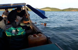 Benih Lobster Sitaan Senilai Rp4,3 Miliar Dilepasliarkan di Perairan Batam