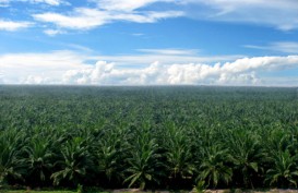 Sampoerna Agro (SGRO) Patok Target Produksi 2021 Tumbuh 20 Persen