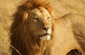 Empat Singa di Kebun Binatang Barcelona Positif Terinfeksi Virus Corona