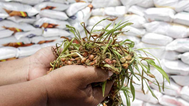 Satreskrim Polres Pasuruan Ungkap Kasus Peredaran Benih Jagung Palsu Merk Bisi-18