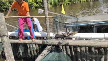 Pandemi, Bisnis Ikan Tirus jadi Penolong Pembudidaya Kepiting Bakau di Kalbar