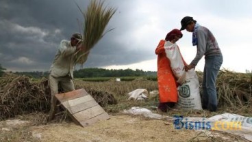 KETAHANAN PANGAN DAERAH : Jabar Rangkul Petani Milenial