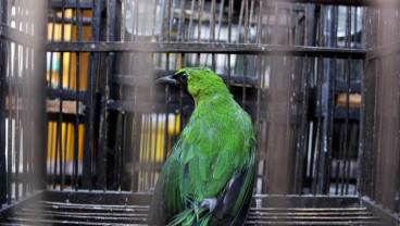 Balai Besar Karantina Pertanian Surabaya Berhasil Gagalkan Penyeludpan 259 Ekor Burung