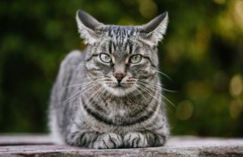 Kucing Bisa Pulih dari Virus Corona Lebih Cepat daripada Manusia