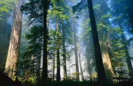 BIODIVERSITAS HUTAN : Lestarikan Alamku